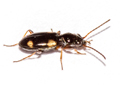 Bembidion quadrimaculatum